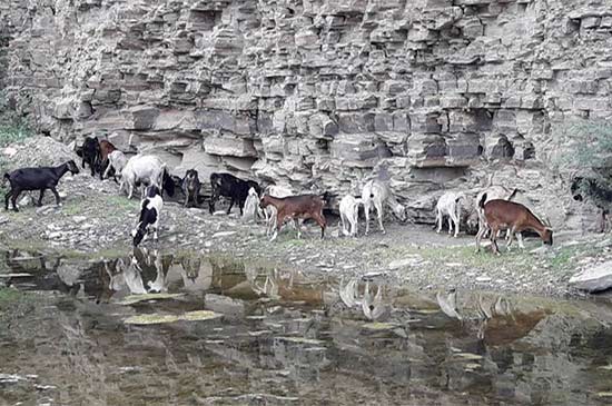 Bajo de Veliz