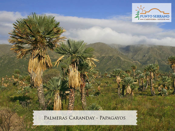 Papagayos