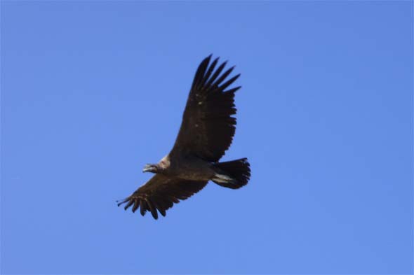 Flora y Fauna de San Luis