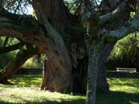 Algarrobo Abuelo - Merlo San Luis