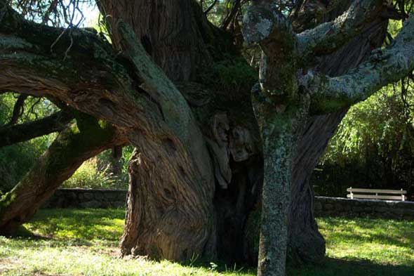 Algarrobo Abuelo Merlo San Luis