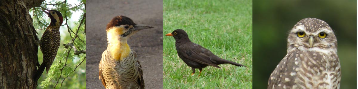 Fauna de Carpintería Merlo San Luis